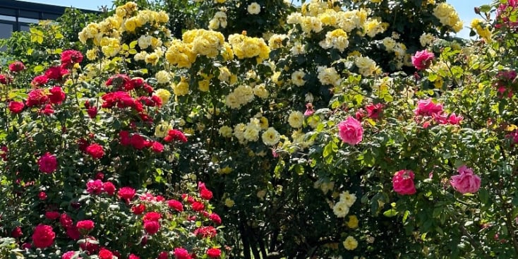 Seo.images.profile.banner.name-category-city