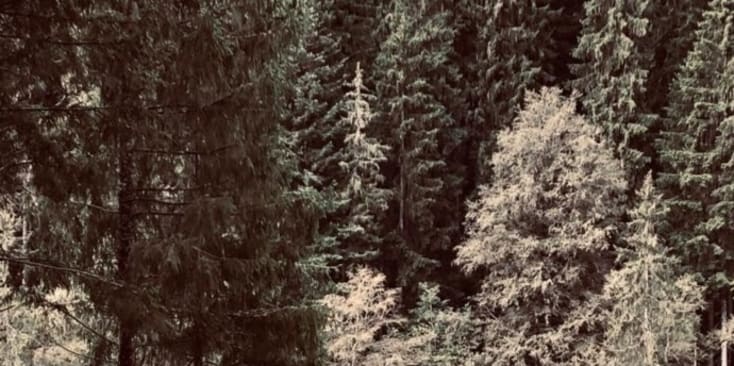 Bannerbild von Maximilian Gitarrist*in aus Geisenheim