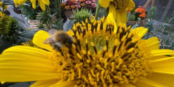 Bannerbild von Christian Antoni Gitarrist*in aus Berlin