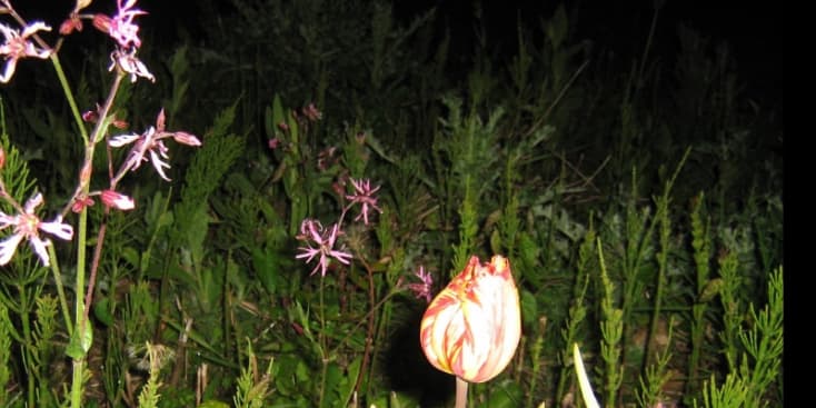 Bannerbild von sanja Bassistin aus Wuppertal