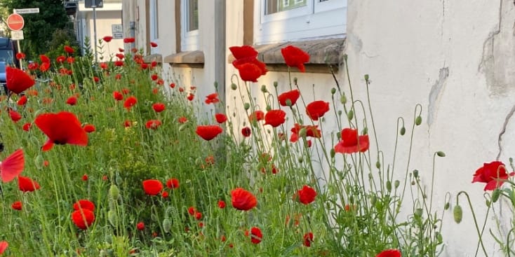 Bannerbild von Maria Sänger*in aus Bremen