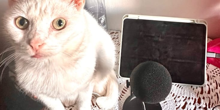 Bannerbild von Mietza Singer-Songwriterin aus Hamburg