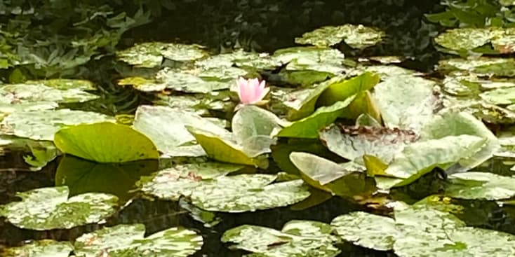 Bannerbild von Ardona Künstlerin aus Zürich