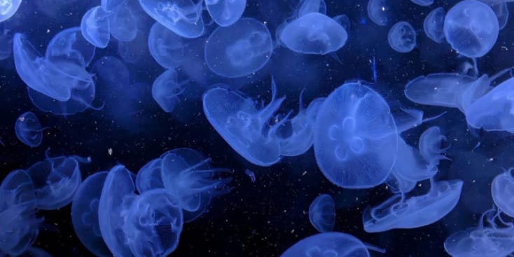 Bannerbild von Maddie Singer-Songwriterin aus Meißen