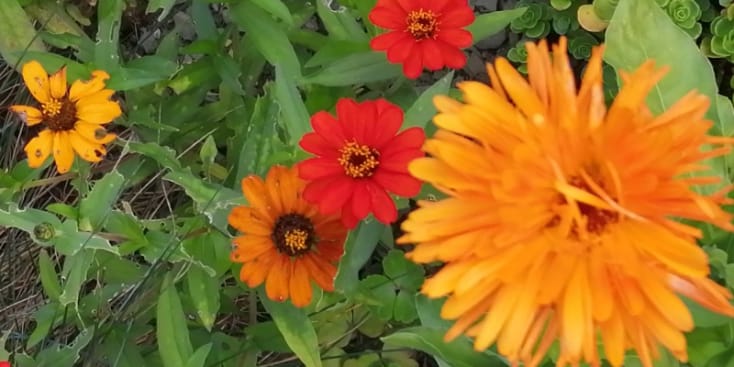 Bannerbild von Schorsch Komponist aus Nassau