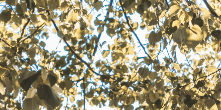 Bannerbild von Flo Gitarrist aus Regensburg