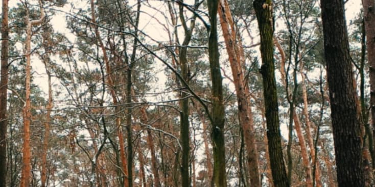 Bannerbild von Niko (Phreenix) Braumann Rapper aus Berlin Bannerbild von Niko (Phreenix) Braumann Rapper aus Berlin