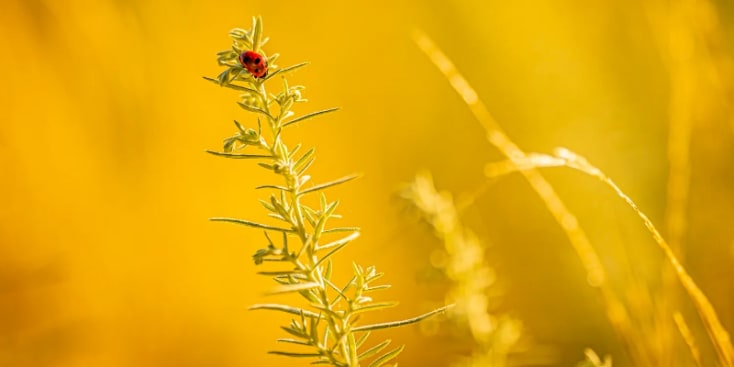 Seo.images.profile.banner.name-category-city