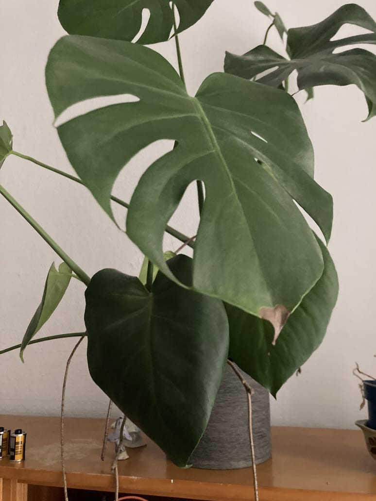 Galeriebild von Christoph - Songwriter*in aus Berlin