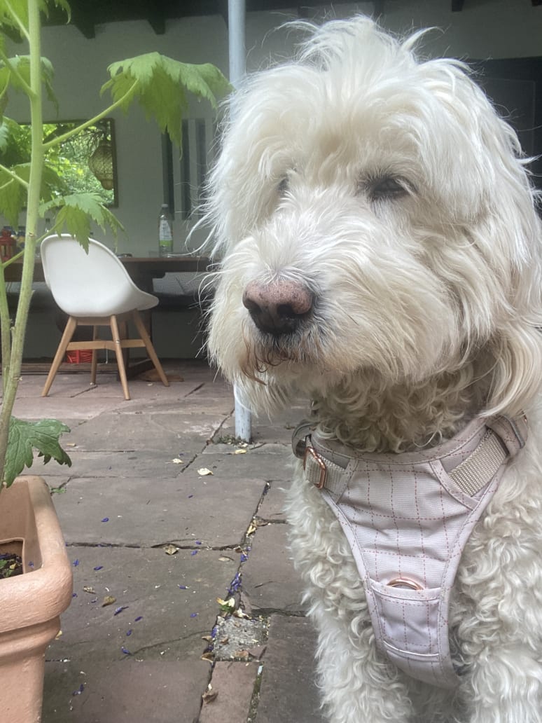 Galeriebild von Ricarda P. - Sängerin aus Wiesbaden