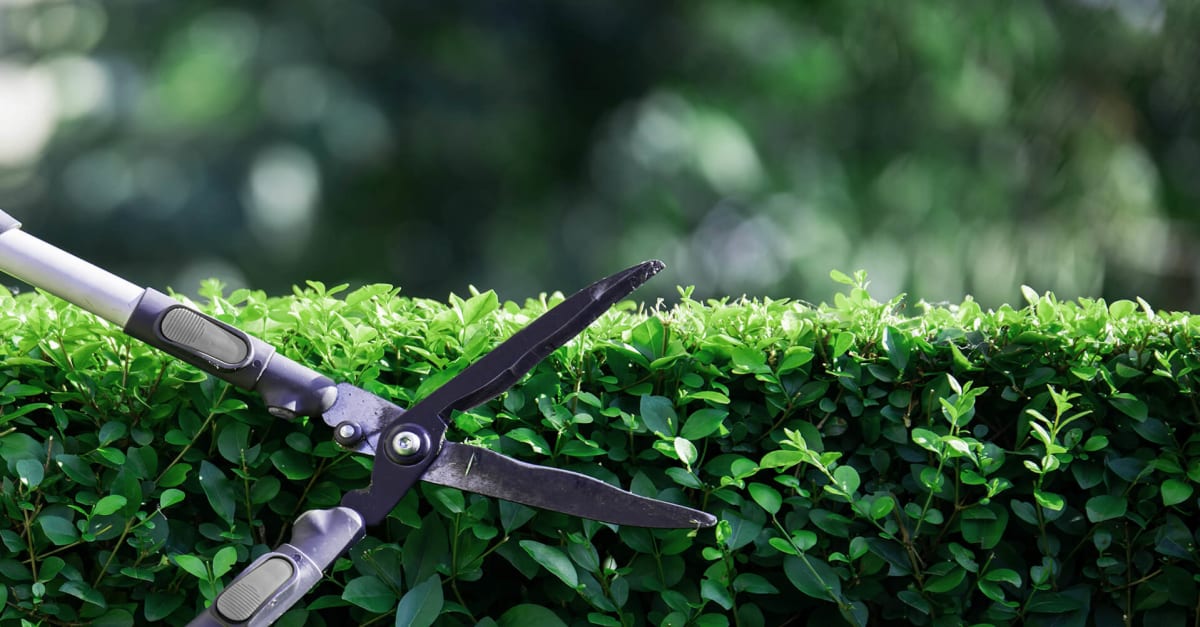 Landscaping crew performing seasonal pruning on commercial property
