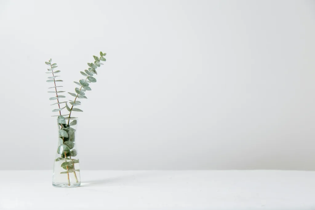 Eucalyptus