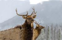 Winter Elk