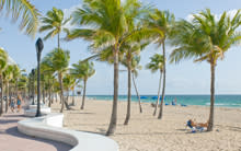 Palm Trees on Fort Lauderdale Beach