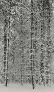 Ansel Adams, American (1902-1984), Trees and Snow, 1933, vintage silver gelatin print, framed: 20 x 16 inches