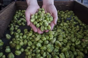 agrarian-ales-hop-harvest