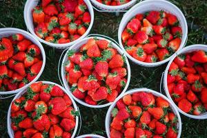 Strawberries