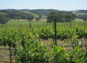 Vineyard & Art