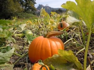 pumpkin-at-northern-lights-christmas-tree-farm