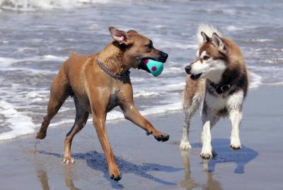 Dog Friendly Cafe Surfers Paradise Dog Friendly Cafe Surfers Paradise