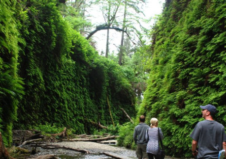 3997P3Fern Canyon in Redwood National Park Photo courtesy of Redwoods.info.jpg
