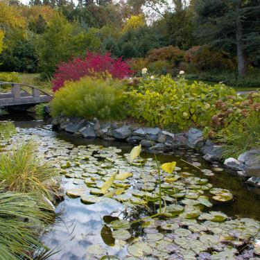 Klehm Arboretum And Botanic Garden Bridge Pond Area