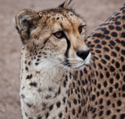Albuquerque zoo coupons