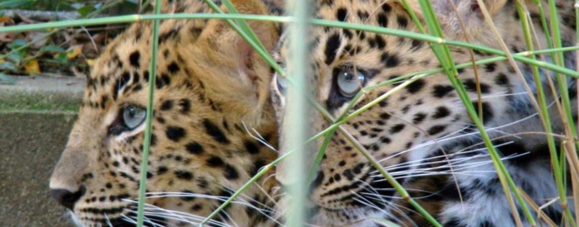 This attraction features animals Our vast selection of coupons and coupon codes gives our users the most savings!Promo Codes · Coupons Added Daily · Free Coupons Added Daily · Top Brands & Savings.