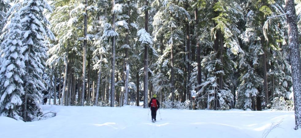 Winter Snowshoeing By Samantha Inouye Winter Snowshoeing By Samantha Inouye