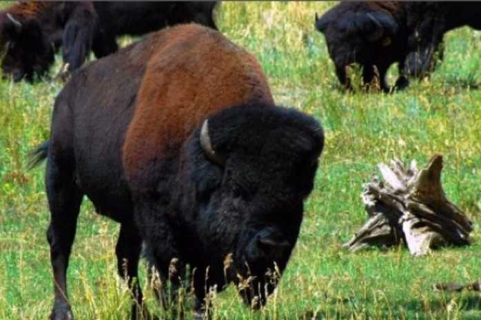 Image result for herd of buffalo