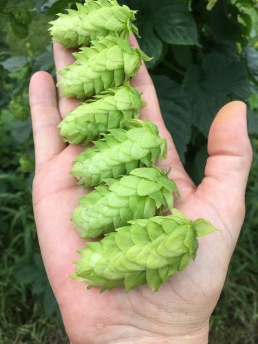 hop cones at the Hopyards of Kent