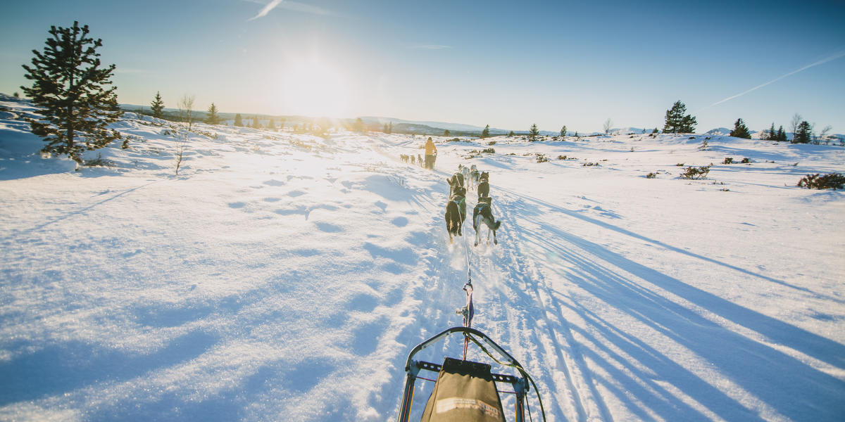 hundekjoring