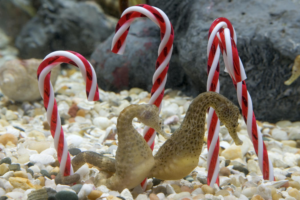 Caroling with the Fishes