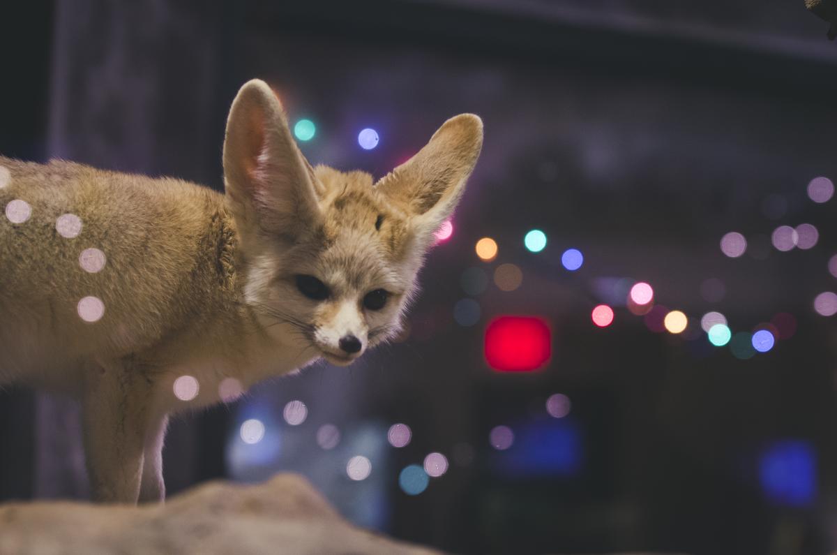 Chattanooga Zoo's Holiday Lights