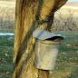 Baer Brothers Maple Camp