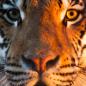 Nemacolin Woodlands Resort's Wildlife Academy