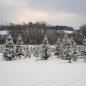Painter Pines Christmas Tree Farm