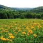 Laurelville