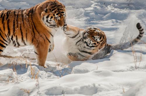 Tigers playing at the John Ball Zoo tiger exhibit