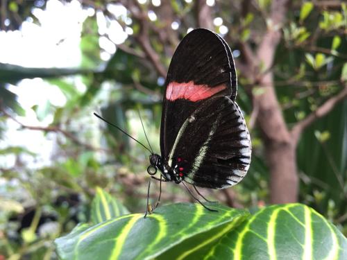 Butterflies at Meijer Gardens in Grand Rapids