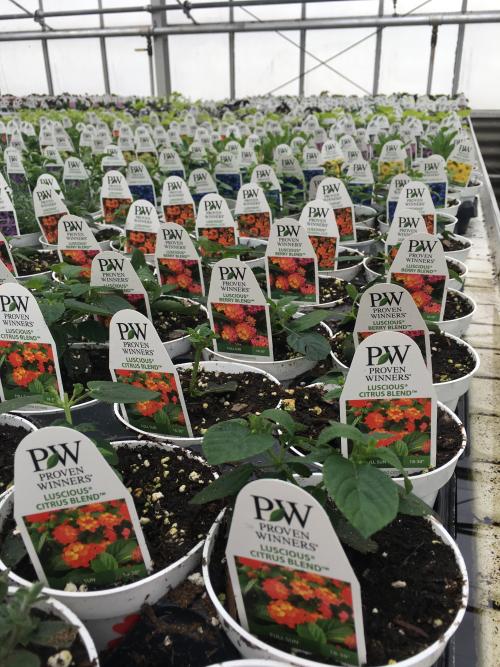 Seedlings at the Romence Gardens in Grand Rapids