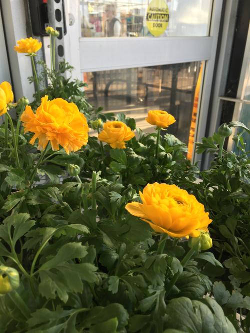 Yellow Flowers at Koetsier's in Grad Rapids, Michigan