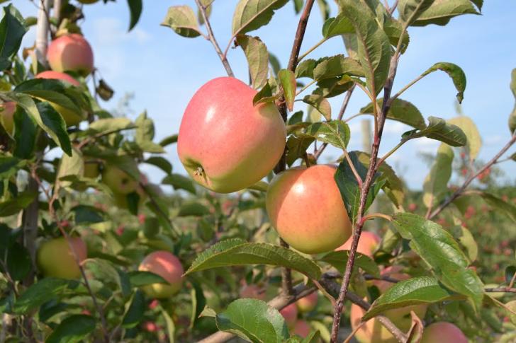 Apple trees at Fruit Ridge Hayrides in Kent City