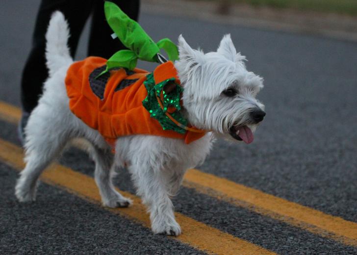Dog at the Bark in the Dark run in Grand Rapids