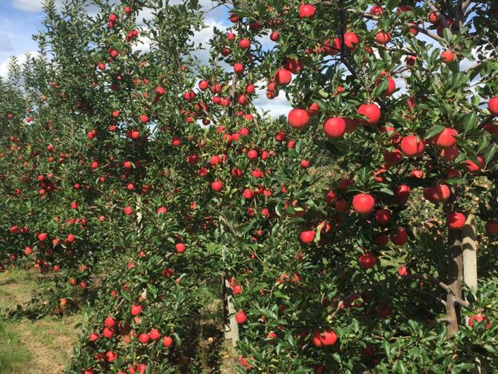 Apple trees at Grange Fruit Farm in Rockford, Michigan