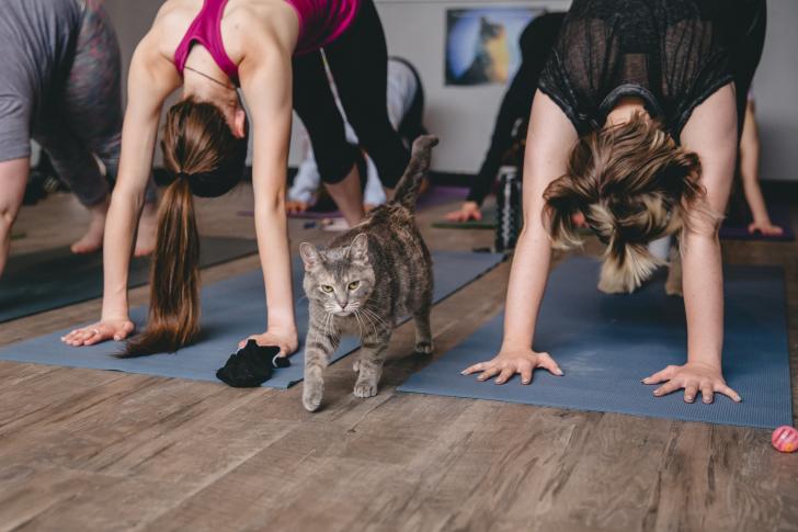 Cat with Yoga class at Happy Cat Cafe in Grand Rapids, Michigan