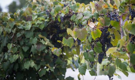 Grapes 2