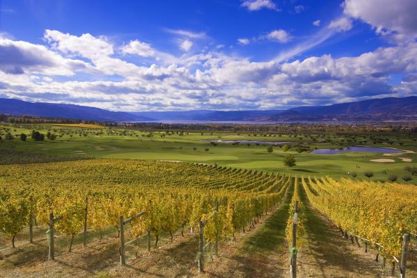 Kelowna - Harvest Golf Vineyard