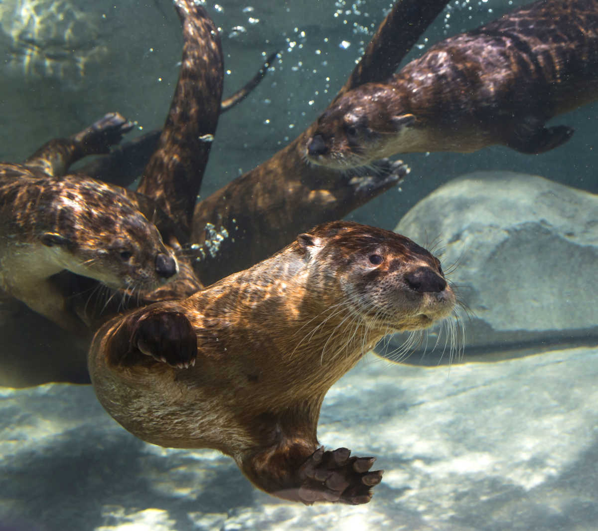 Code de coupon Tennessee Aquarium - TNAq Otter0 48DfD22b5056b36 48DfD622 5056 B365 AbDbaaea7D35b584