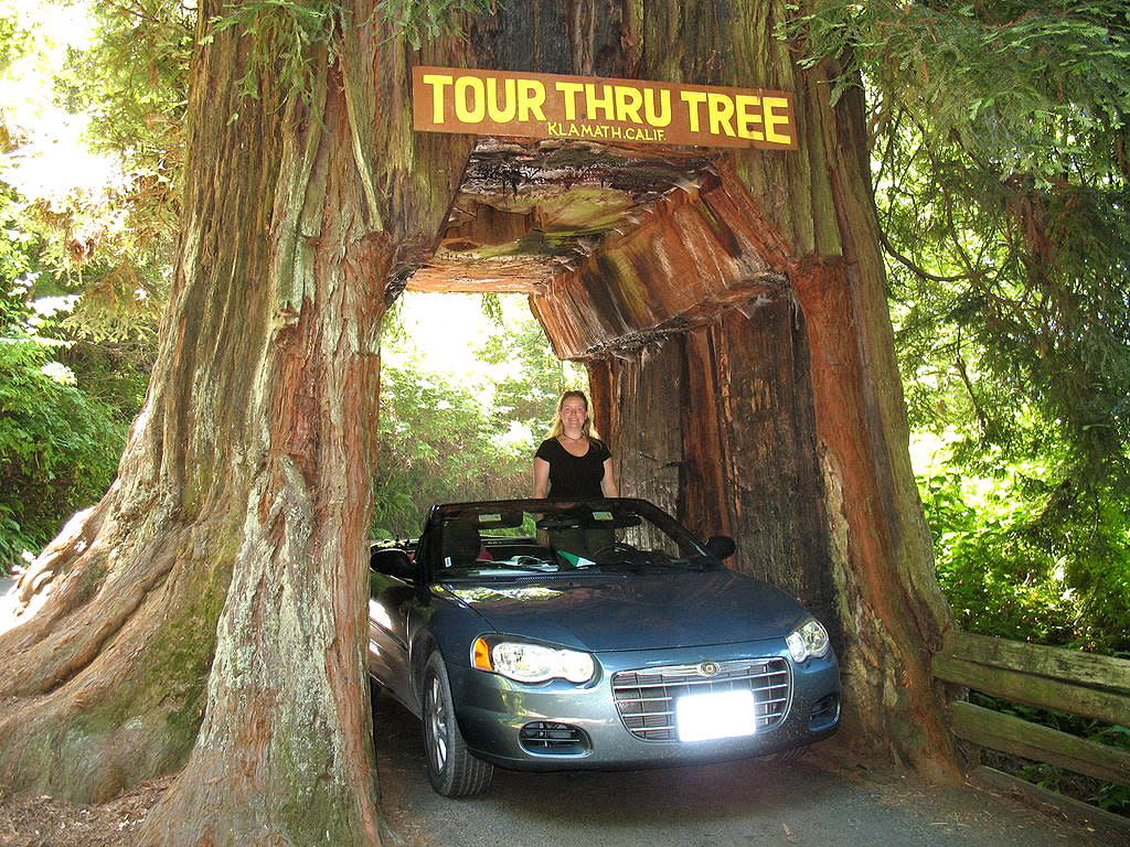 Drive Through A Redwood Shrine Drive Thru Tree View Photos